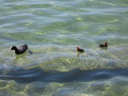 Ente