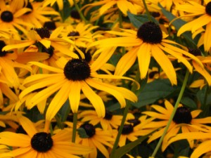 Blumen