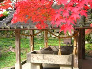 Momiji