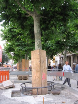 Baum bei der　Baustelle