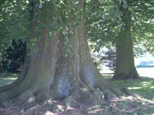 Baum