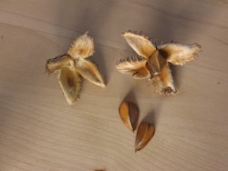 Bucheckern