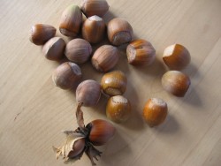 Haselnuesse