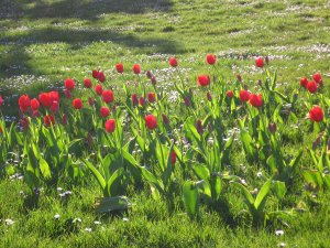 Tulpen